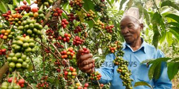 Uganda’s Coffee Farmers, Traders Swim in Cash as Prices Skyrocket: Experts Warn of Looming Risks