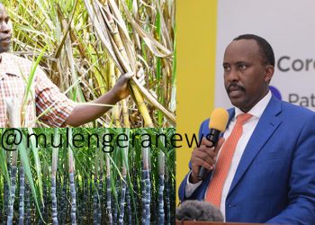 Struggling Sugarcane Farmers Crushed Under URA’s Double Taxation, Losing Billions While Big Manufacturers Evade Accountability
