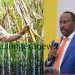 Struggling Sugarcane Farmers Crushed Under URA’s Double Taxation, Losing Billions While Big Manufacturers Evade Accountability