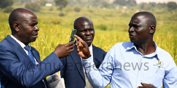 Here’s Why Uganda Won’t Be Renewing Rice Growing & Sand Mining Licenses anymore