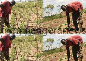 Uganda’s govt climate action excites local communities