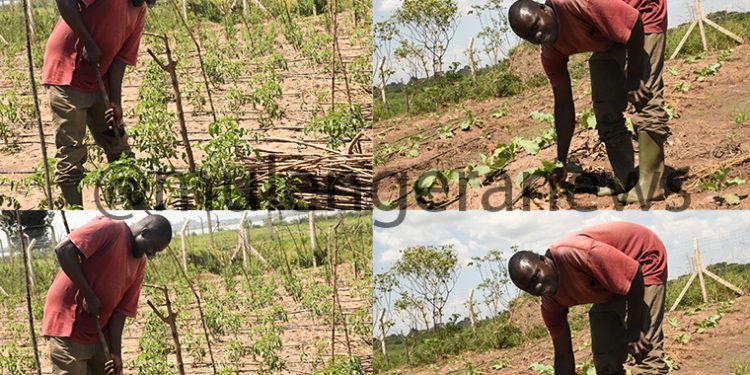 Uganda’s govt climate action excites local communities