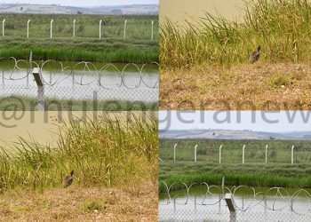 Rufuha Wetland could boost Uganda’s Tourism Sector