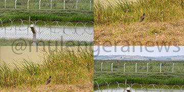 Rufuha Wetland could boost Uganda’s Tourism Sector