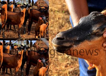 NAGRC&DB Develops a New Super Goat Breed from Only Indigenous Genetics