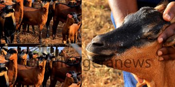 NAGRC&DB Develops a New Super Goat Breed from Only Indigenous Genetics