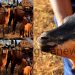 NAGRC&DB Develops a New Super Goat Breed from Only Indigenous Genetics