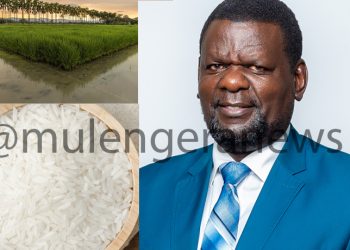 Inside Uganda’s Rice, Wheat Cartel: How Politicians Are Locking Traders Out of Business