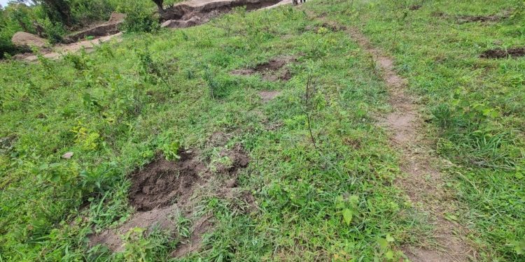 Arua Youth restore Ezuku Forest Reserve; enviously protect what they once degraded