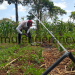 Solar Irrigation Boom Pushes Buseru Farmers in Kaliro District to Start Saving for Shs500m Local School Construction