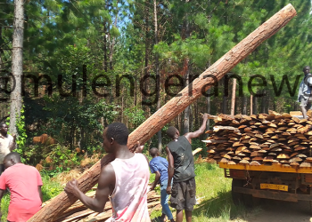 MWE Stands Up for Trees and Forest Reserves as Cutters Turn to Silent Tactics