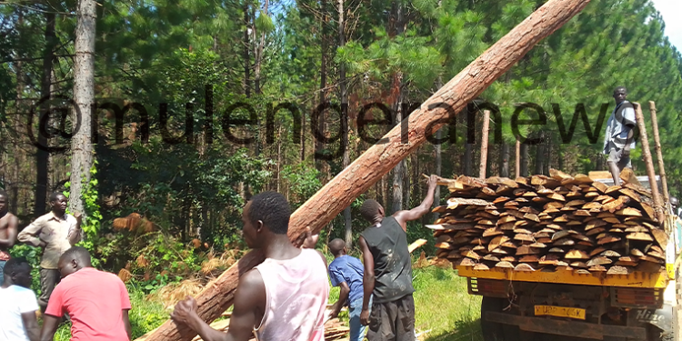 MWE Stands Up for Trees and Forest Reserves as Cutters Turn to Silent Tactics