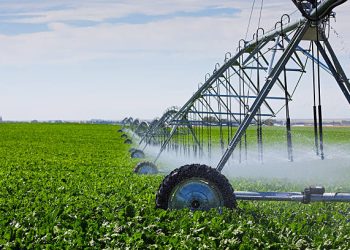 M7’s Solar-Powered Irrigation Scheme Changes People’s Cultivation from Maize and Sugarcane to horticulture in Gule B, Tororo District; Farmers Reap Big