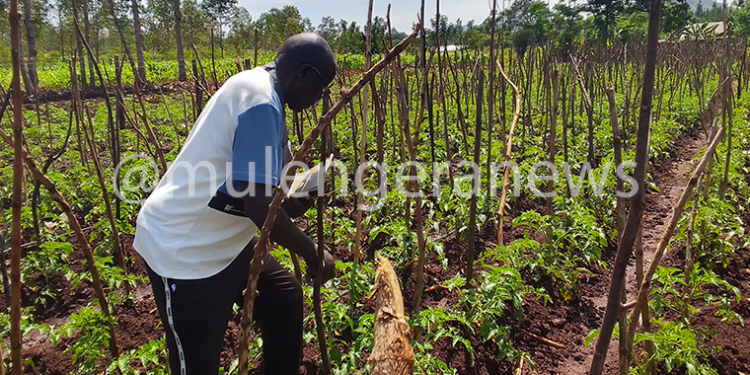 MWE-Enabled Solar Irrigation Offers Fresh Possibility for Ex-Civil Servant & Fellow Farmers in Tororo