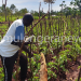 MWE-Enabled Solar Irrigation Offers Fresh Possibility for Ex-Civil Servant & Fellow Farmers in Tororo