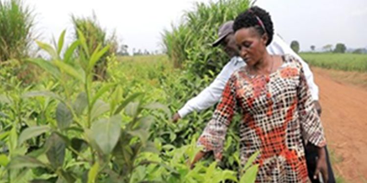 Here’s How GoU Has Impacted Women Thru GROW Project Loans-(Beneficiaries’ Profiles)