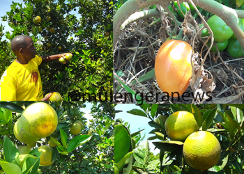 Here is How Solar-Powered Irrigation Is Turning Dry Nakasongola Into Uganda’s New Food Basket