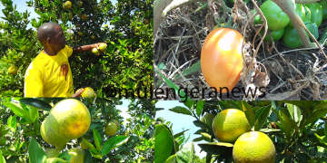 Here is How Solar-Powered Irrigation Is Turning Dry Nakasongola Into Uganda’s New Food Basket