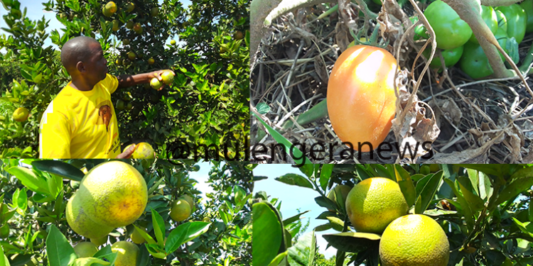 Here is How Solar-Powered Irrigation Is Turning Dry Nakasongola Into Uganda’s New Food Basket