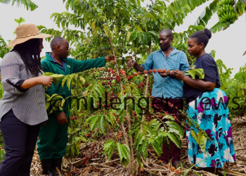 Regenerative Agriculture Pays Off as Farmers in Kiboga, Busoga Reap Bigger Harvests