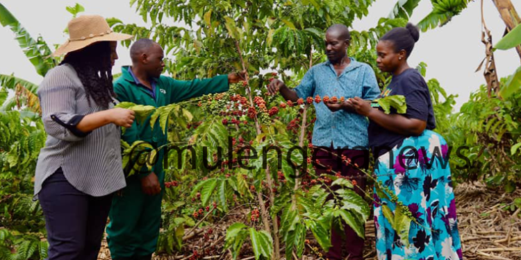 Regenerative Agriculture Pays Off as Farmers in Kiboga, Busoga Reap Bigger Harvests
