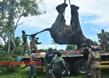 ELEPHANT TERROR ENDS: Massive Stray Beast Finally Captured After Months Of Fear In Kamwenge