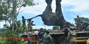 ELEPHANT TERROR ENDS: Massive Stray Beast Finally Captured After Months Of Fear In Kamwenge