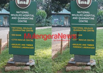 UWEC Explains How It Rehabilitates Chimpanzees Rejected & Sometimes Targeted by Their Families