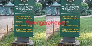 UWEC Explains How It Rehabilitates Chimpanzees Rejected & Sometimes Targeted by Their Families