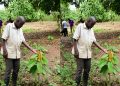 Solar Irrigation Powers Cocoa Revolution in Lira Through Equity Bank Financing