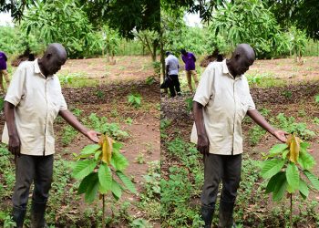 Solar Irrigation Powers Cocoa Revolution in Lira Through Equity Bank Financing