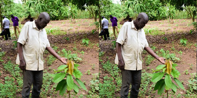 Solar Irrigation Powers Cocoa Revolution in Lira Through Equity Bank Financing