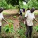 Solar Irrigation Powers Cocoa Revolution in Lira Through Equity Bank Financing
