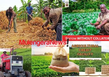 New NPA Report Reveals How BoU-Administered Shs1.06Trn Agric Credit Facility Created More Than 53K New Jobs