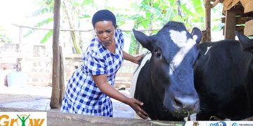 From One Step to Another: How a GROW Loan Is Transforming Eunice Birungi’s Family and Farm