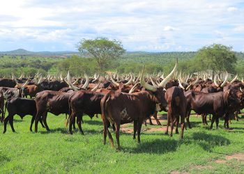 NAGRC&DB Taps Ankole’s Hidden Dairy Potential for More Milk
