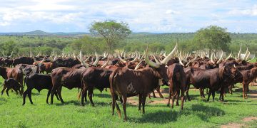 NAGRC&DB Taps Ankole’s Hidden Dairy Potential for More Milk
