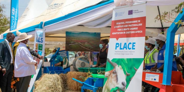 Museveni’s Appearance Signals Livestock Breeding Transformation Among Karamajongs as NAGRC&DB Showcases Innovations at Karamoja Cultural Event