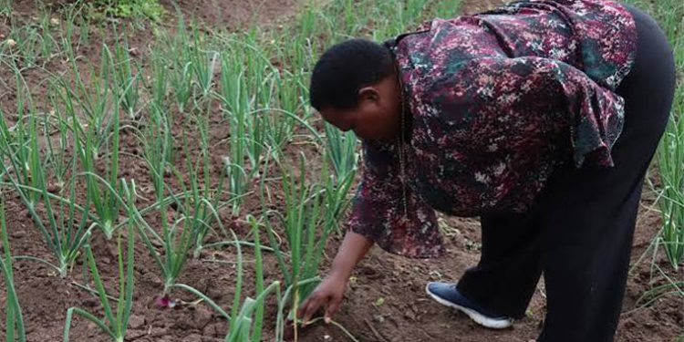 Drought Crisis: Nabbanja Tells Farmers to Turn to Plastic Bottles to Save Their Crops