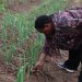 Drought Crisis: Nabbanja Tells Farmers to Turn to Plastic Bottles to Save Their Crops