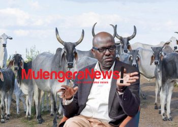 Balaalo have exited northern Uganda; let the Zebu cows occupy space