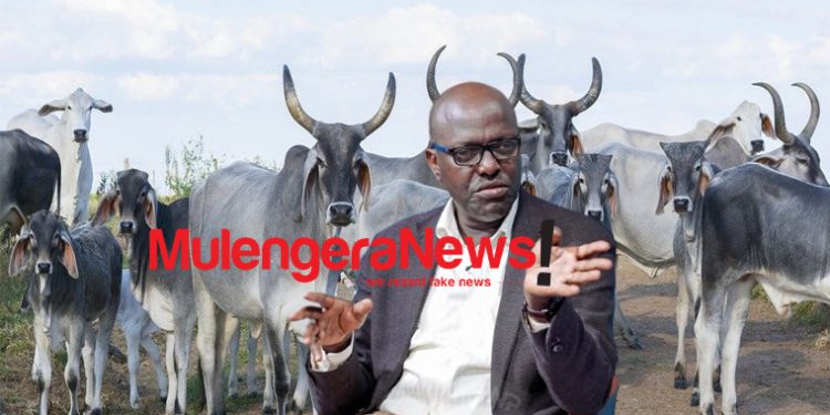 OBED KATUREEBE: Balaalo have exited northern Uganda; let the Zebu cows occupy space