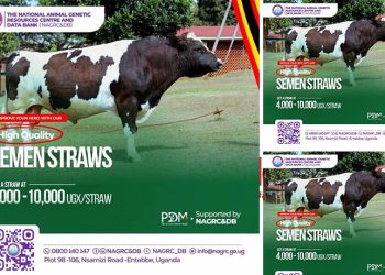Breeding for Better Yields: NAGRC&DB Boosts Farmers with Quality Semen