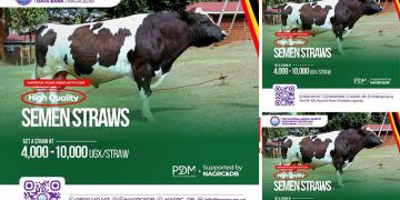 Breeding for Better Yields: NAGRC&DB Boosts Farmers with Quality Semen