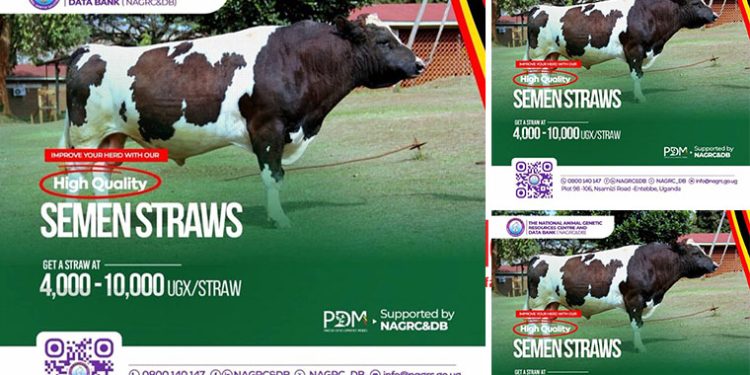 Breeding for Better Yields: NAGRC&DB Boosts Farmers with Quality Semen