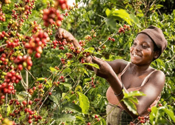 NPA SERIES: Affordable ACF Credit Gives Farmers a Financing Edge as BoU Weighs Next Phase