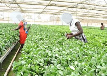 9 In Every 10 Enterprises Funded Using Govt Agric Loans Under the ACF Intervention Are Viable & Commercially Doing Very Well-NPA