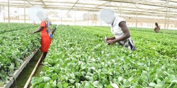 9 In Every 10 Enterprises Funded Using Govt Agric Loans Under the ACF Intervention Are Viable & Commercially Doing Very Well-NPA