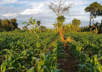 BoU’s ACF Reaches Thousands of Farmers but 99% of the Money Goes Elsewhere – Evaluation Report