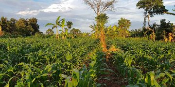 BoU’s ACF Reaches Thousands of Farmers but 99% of the Money Goes Elsewhere – Evaluation Report
